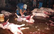 Dân Hà Nội ăn thịt heo bẩn, người Sài Gòn xài mắm cá hóa chất Dân Hà Nội ăn thịt heo bẩn, người Sài Gòn xài mắm cá hóa chất
