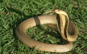 Rắn ngâm rượu ba tháng bất ngờ nhảy lên cắn người Rắn ngâm rượu ba tháng bất ngờ nhảy lên cắn người