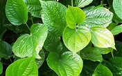 Công dụng chữa bệnh kỳ diệu của lá lốt Công dụng chữa bệnh kỳ diệu của lá lốt