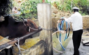Ngăn chặn tình trạng bơm nước vào gia súc trước khi giết mổ Ngăn chặn tình trạng bơm nước vào gia súc trước khi giết mổ