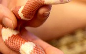 Rờn rợn mốt nuôi rắn làm "thú cưng" Rờn rợn mốt nuôi rắn làm "thú cưng"