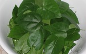 Trời nóng, lá sương sâm cao giá bất thường Trời nóng, lá sương sâm cao giá bất thường