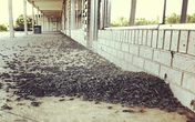 Dế "xâm chiếm" thành phố như trong phim kinh dị Dế "xâm chiếm" thành phố như trong phim kinh dị