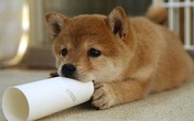 Chết đuối vì... cứu chó cưng Chết đuối vì... cứu chó cưng