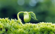 Có số phận hay không? Có số phận hay không?