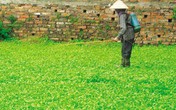 Rau càng đắt, độc càng tăng? Rau càng đắt, độc càng tăng?