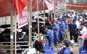 Bò sữa đi thi Hoa hậu Bò sữa đi thi Hoa hậu