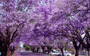 Phượng tím đẹp mê hồn trên đất nước Australia Phượng tím đẹp mê hồn trên đất nước Australia