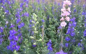 Truyền thuyết về hoa Violet Truyền thuyết về hoa Violet