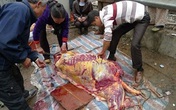Mổ thịt cá mập, trăn khủng ngay trên vỉa hè Mổ thịt cá mập, trăn khủng ngay trên vỉa hè