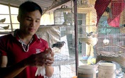 Chàng trai dạy chim hót kiếm bạc tỷ Chàng trai dạy chim hót kiếm bạc tỷ