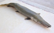 Đại gia chi tiền săn ‘thuỷ quái’ làm mồi nhậu Đại gia chi tiền săn ‘thuỷ quái’ làm mồi nhậu
