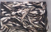 Sau gà, lợn lại đến ếch, bò, cá Trung Quốc tuồn về Việt Nam Sau gà, lợn lại đến ếch, bò, cá Trung Quốc tuồn về Việt Nam