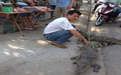 Rợn người cá sấu sống bày bán trước cổng chợ Rợn người cá sấu sống bày bán trước cổng chợ