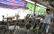 Nông dân nuôi đà điểu, lãi 300 triệu đồng/năm Nông dân nuôi đà điểu, lãi 300 triệu đồng/năm