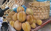 Sầu riêng vỉa hè Hà Thành: Tươi ngoài, thối trong Sầu riêng vỉa hè Hà Thành: Tươi ngoài, thối trong