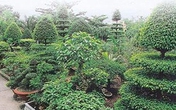 Đại gia cây cảnh khóc ròng với 'đống củi' tiền tỷ Đại gia cây cảnh khóc ròng với 'đống củi' tiền tỷ