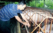 Nông dân nuôi lợn không dám ăn sản phẩm mình làm ra Nông dân nuôi lợn không dám ăn sản phẩm mình làm ra