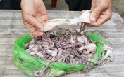 Hãi hùng bạch tuộc bị làm giả Hãi hùng bạch tuộc bị làm giả