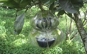 Những món quà 'độc' cho ngày Tết Những món quà 'độc' cho ngày Tết