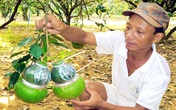 12 triệu đồng cho chùm bưởi hồ lô tứ quý dịp Tết 12 triệu đồng cho chùm bưởi hồ lô tứ quý dịp Tết