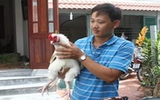 Bỏ tiền triệu săn gà cổ thuần Việt ăn Tết Bỏ tiền triệu săn gà cổ thuần Việt ăn Tết