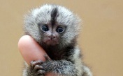 200 triệu đồng một chú khỉ tí hon biết 'buôn dưa lê' 200 triệu đồng một chú khỉ tí hon biết 'buôn dưa lê'