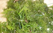 Hải tảo: Vị thuốc quý cho bệnh lý tuyến giáp Hải tảo: Vị thuốc quý cho bệnh lý tuyến giáp