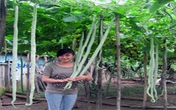 Choáng trước trái mướp đắng dài bằng người lớn ở Bạc Liêu Choáng trước trái mướp đắng dài bằng người lớn ở Bạc Liêu