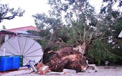 Bão Haiyan không gây thiệt hại về người ở Hải Phòng, Quảng Ninh Bão Haiyan không gây thiệt hại về người ở Hải Phòng, Quảng Ninh