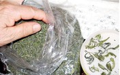 Nhận diện “chè ướp xác” Nhận diện “chè ướp xác”