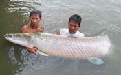 Kỳ công nuôi để làm cảnh “quái vật nước ngọt” Kỳ công nuôi để làm cảnh “quái vật nước ngọt”