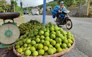 Thực hư về nguồn gốc loại mận róc hạt đang bán đầy thị trường