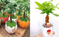 Cây kim ngân hợp với mệnh gì để sinh tài lộc, thịnh vượng