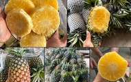 Dứa mật Pu Lau là dứa gì mà được nhiều người tiêu dùng ‘săn đón’ đến vậy?