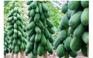 Muốn gia đạo hưng thịnh, trồng ngay loại cây này trước nhà, quả càng nhiều lộc càng to