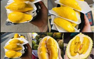 Sầu Musang King có gì đặc biệt mà được người tiêu dùng ví là ‘vua sầu riêng’?