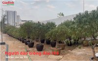 Người dân trồng đào thế hối hả vào vụ Tết Nguyên đán 