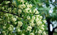 Làm gì để hạn chế ảnh hưởng của mùi hoa sữa? Những người này cần lưu ý