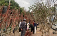 Lái buôn ngược xuôi thu mua đào rừng Mộc Châu, Mù Cang Chải, Sa Pa về tiêu thụ tại Hà Nội 