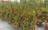 Quất cảnh giá ổn định, đa dạng mẫu mã, quất mini đắt khách 