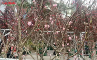 Lái buôn đào rừng thu khoảng 700–800 triệu đồng dịp Tết Nguyên đán 2026