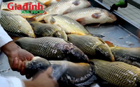 Loại cá sông quen thuộc ở chợ Việt được ví như 'ích mẫu hà tiêu', nhiều người chưa biết lý do