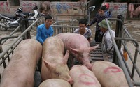 Hà Nội quyết tâm kiểm soát dịch bệnh từ động vật, gia cầm, ngăn chặn lây sang người theo tiếp cận 'Một sức khỏe'