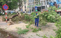 Nhiều cây xanh trên các tuyến phố ở Hà Nội tiềm ẩn nguy cơ đổ, gãy nếu xảy ra mưa dông