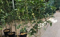 Cây cảnh phong thủy nhà giàu ưa chuộng trồng trước cửa nhà: Vừa đẹp, vừa dùng uống trà tốt cho sức khỏe