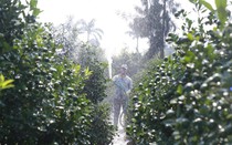 Bên trong làng trồng quất cảnh nổi tiếng ở Ninh Bình chuẩn bị phục vụ Tết Bính Ngọ