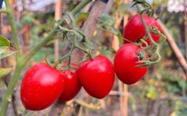 Loại quả trước chỉ vài nghìn đồng/kg, nay giá đắt đỏ ngang thịt khiến người mua hàng “choáng váng”