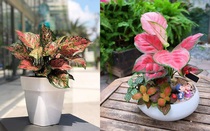 Top cây cảnh để bàn thờ chiêu tài lộc, may mắn cực tốt