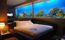 Có nên đặt bể cá trong phòng ngủ? Chuyên gia phong thủy cảnh báo điều nhiều gia đình đang vô tình phạm phải